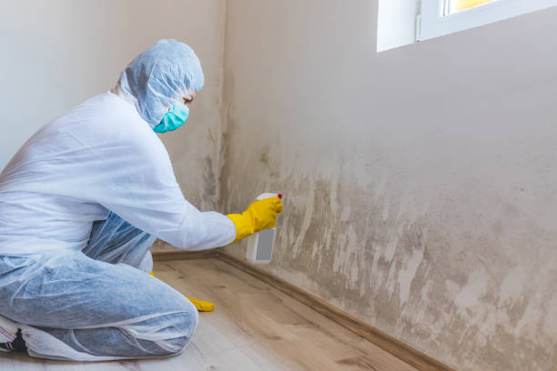 Licensed Attic Mold Removal service in Warren, PA - WQB Mold Removal