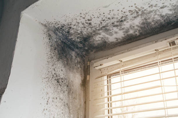 Affordable Attic Mold Removal solutions in Warren, PA